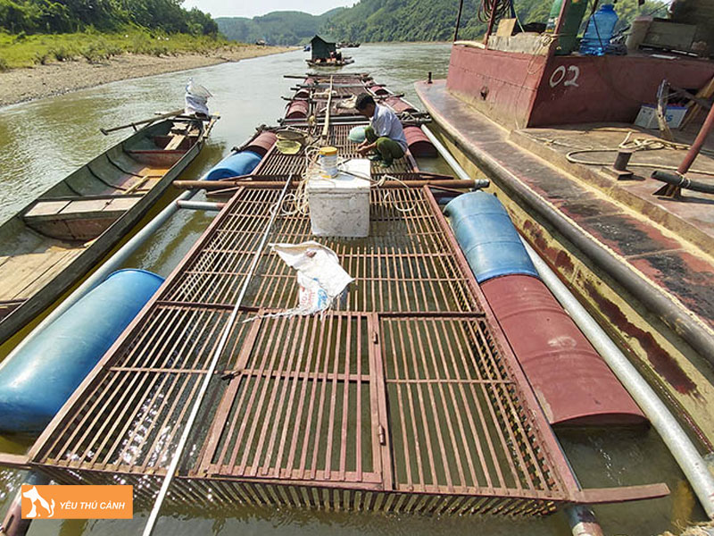 Cach-nuoi-ca-chien-hieu-qua-1-thucanh