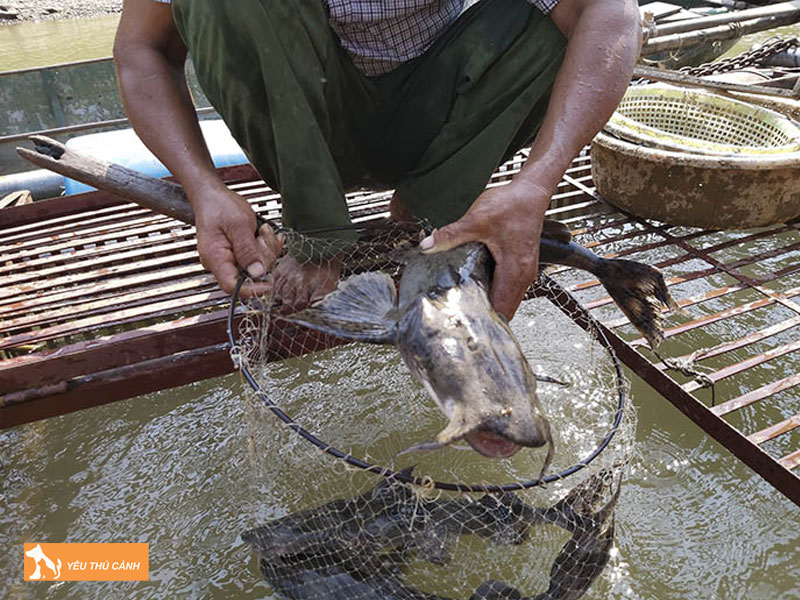 Cach-nuoi-ca-chien-hieu-qua-2-thucanh