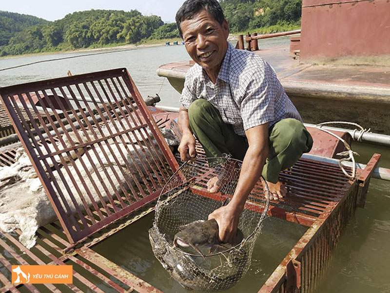 Cach-nuoi-ca-chien-hieu-qua-thucanh