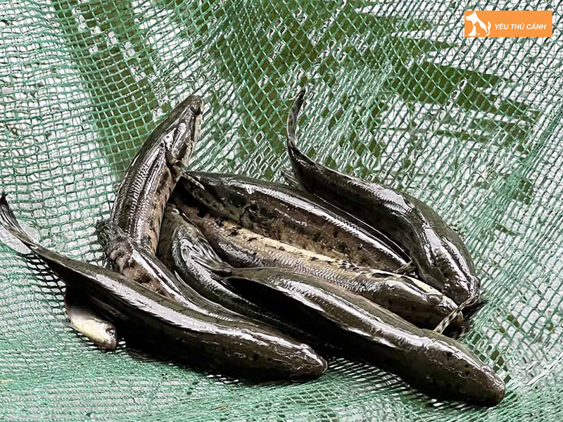 Cach-nuoi-ca-day-nang-suat-cao-1-thucanh