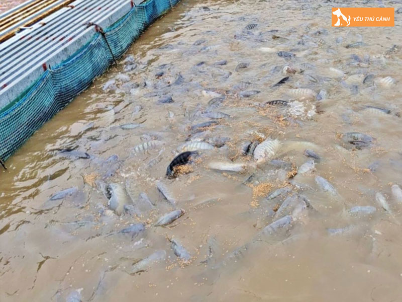 Cach-nuoi-ca-day-nang-suat-cao-2-thucanh