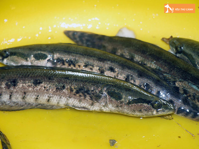 Cach-nuoi-ca-day-nang-suat-cao-thucanh