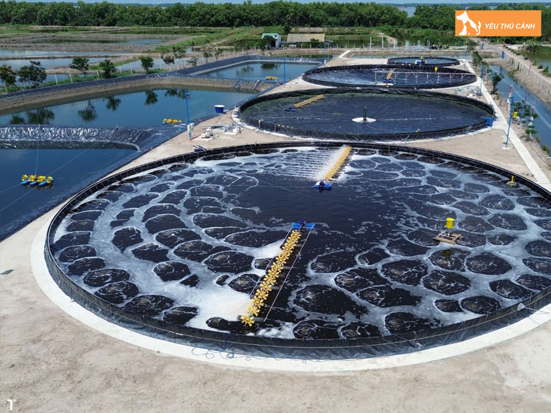 Cach-nuoi-ca-du-do-thuong-pham-1-thucanh