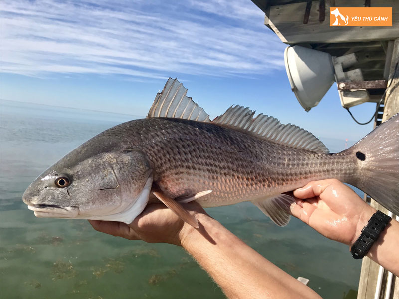 Cach-nuoi-ca-du-do-thuong-pham-2-thucanh