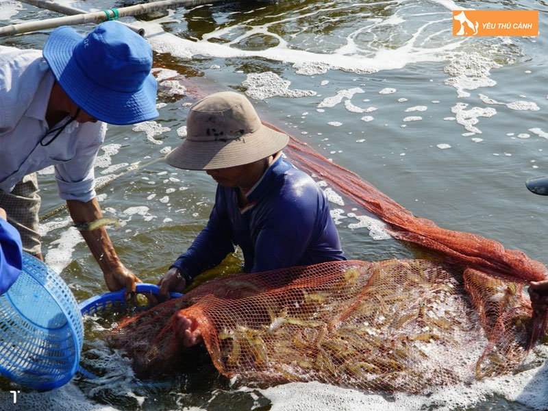 Cach-nuoi-ca-du-do-thuong-pham-thucanh
