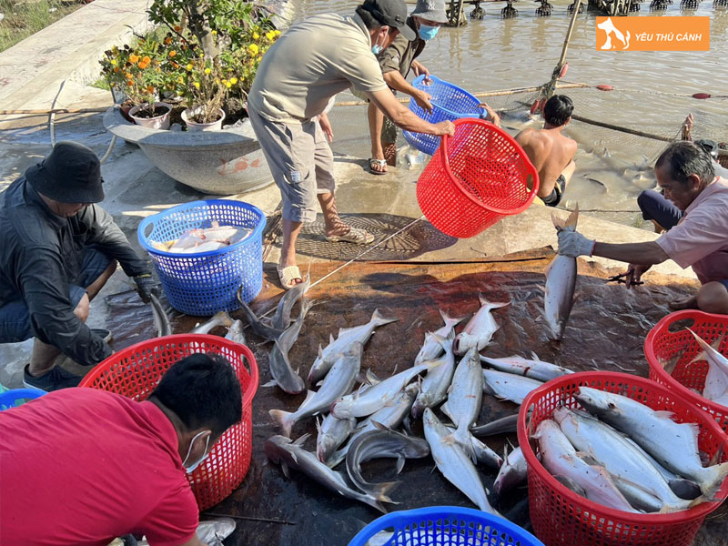 Cach-nuoi-ca-dua-thuong-pham-hieu-qua-1-thucanh