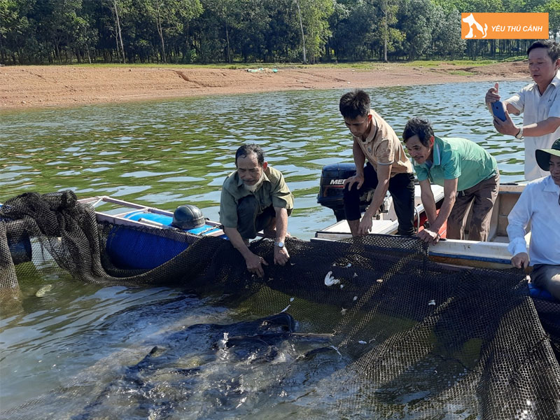 Cach-nuoi-ca-leo-thuong-pham-1-thucanh