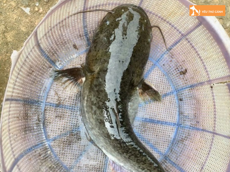 Cach-nuoi-ca-leo-thuong-pham-2-thucanh