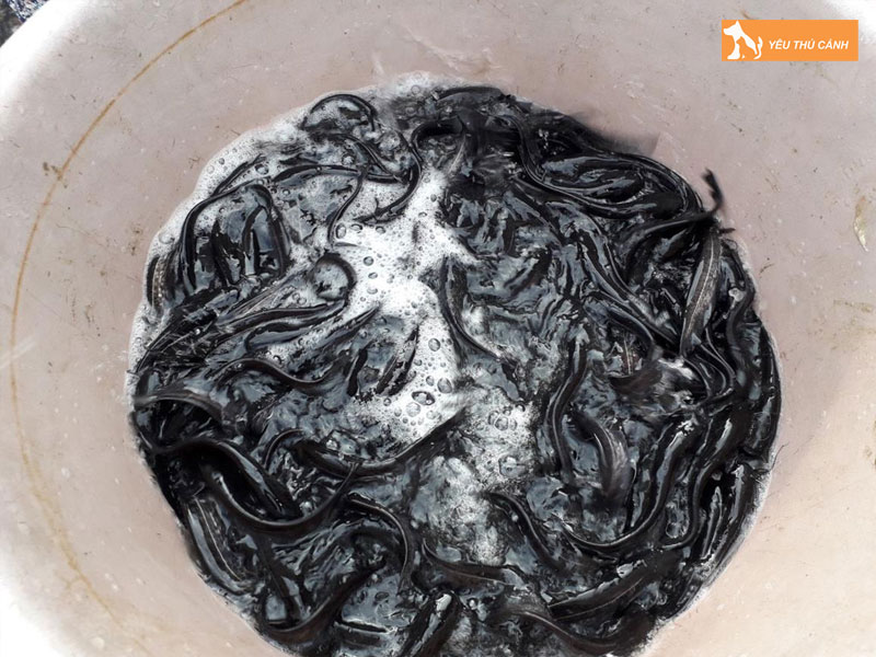 Cach-nuoi-ca-leo-thuong-pham-3-thucanh