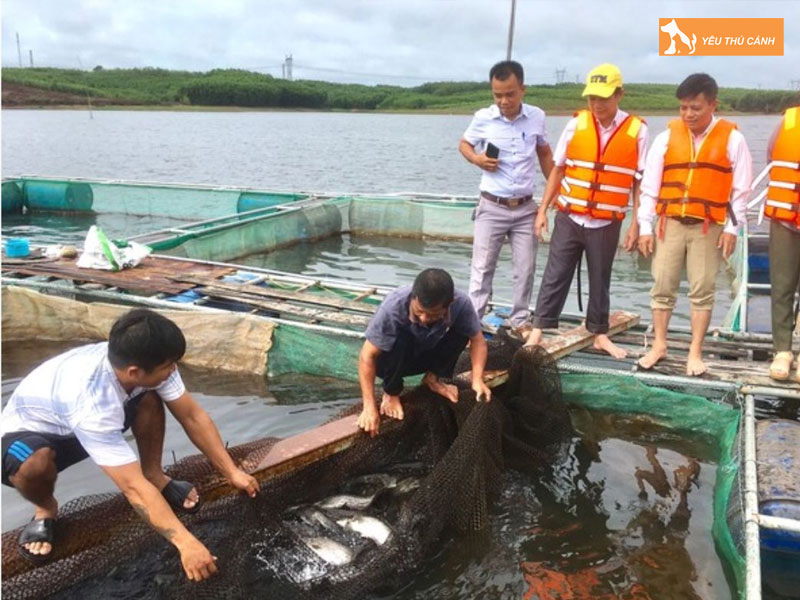 Cach-nuoi-ca-leo-thuong-pham-thucanh