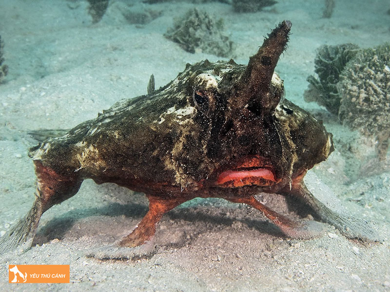 Cach-nuoi-ca-mat-quy-nang-suat-cao-1-thucanh