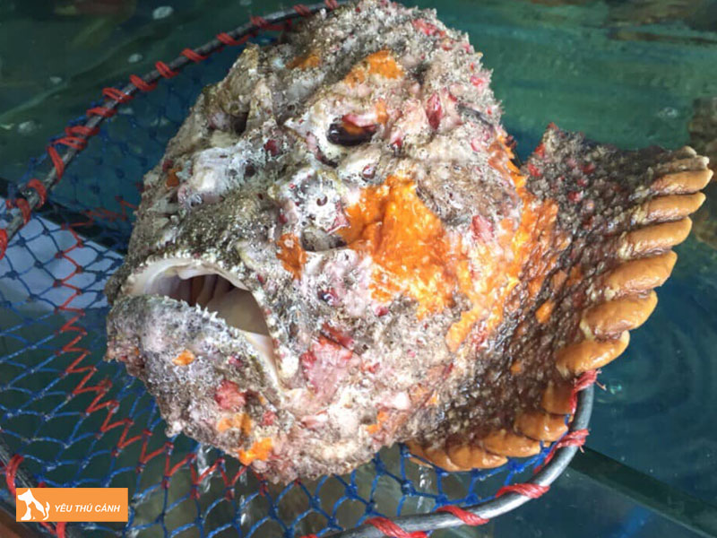 Cach-nuoi-ca-mat-quy-nang-suat-cao-thucanh