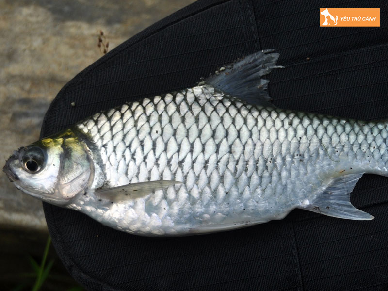 Cach-nuoi-ca-me-trang-hieu-qua-1-thucanh