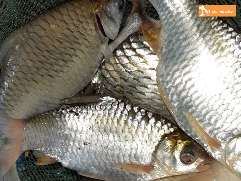 Cach-nuoi-ca-me-trang-hieu-qua-2-thucanh