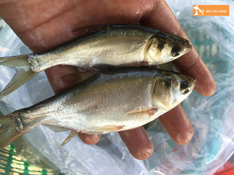 Cach-nuoi-ca-me-trang-hieu-qua-thucanh