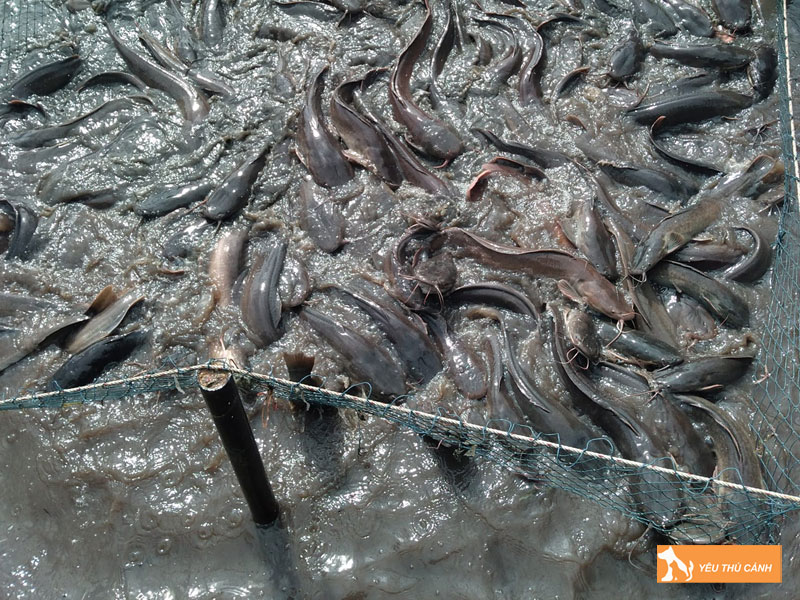 Cach-nuoi-ca-tre-lai-hieu-qua-2-thucanh