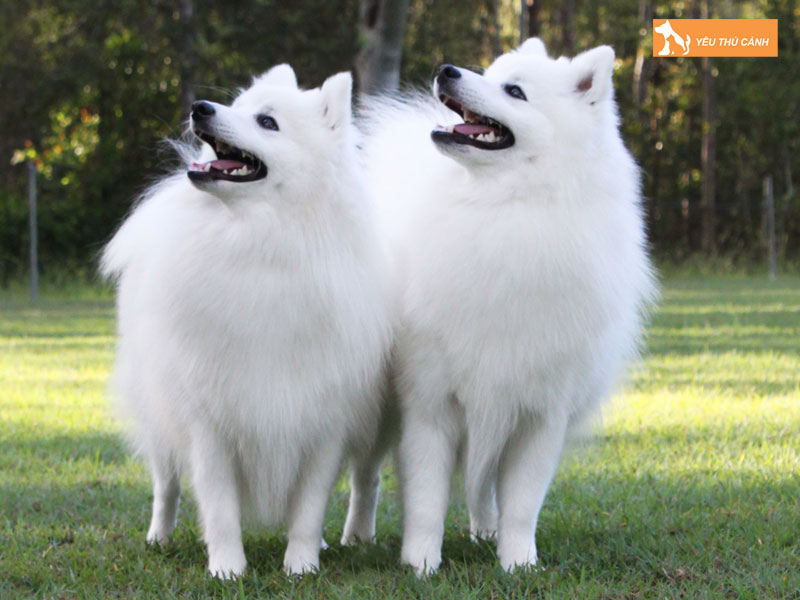 Cach-nuoi-cho-nhat-duoi-cuon-1-thucanh