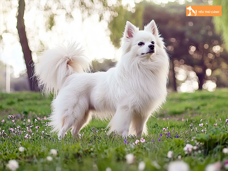 Cach-nuoi-cho-nhat-duoi-cuon-thucanh