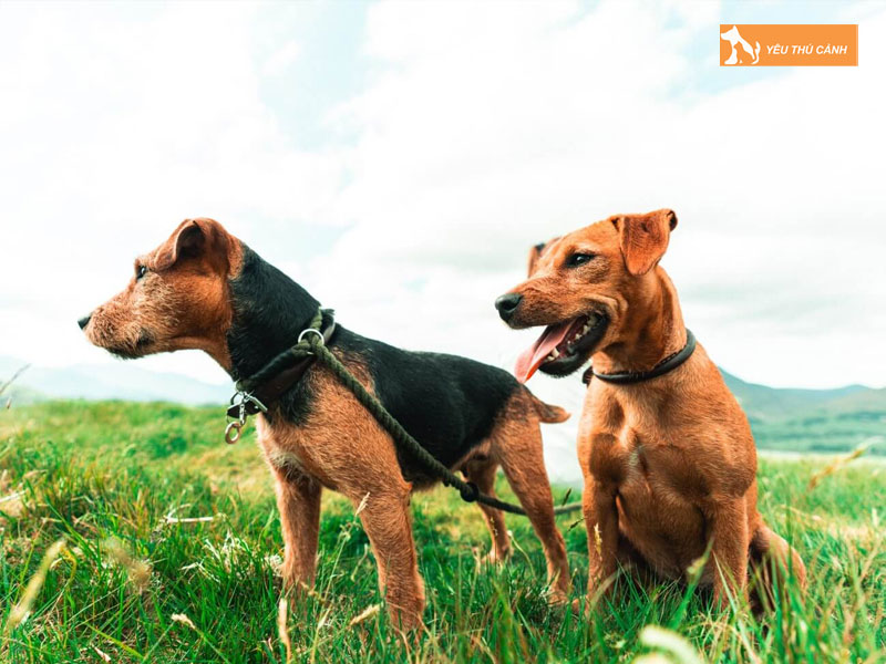 Cach-nuoi-cho-patterdale-1-thucanh