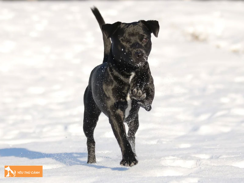 Cach-nuoi-cho-patterdale-thucanh