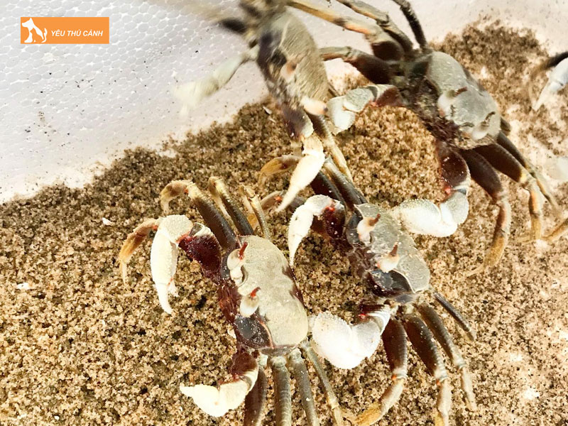 Cach-nuoi-cong-bien-1-thucanh