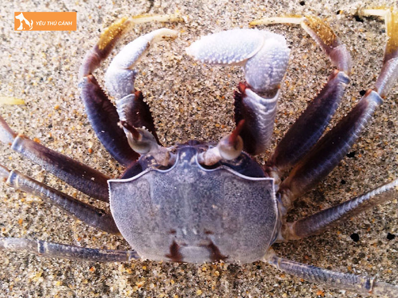 Cach-nuoi-cong-bien-2-thucanh