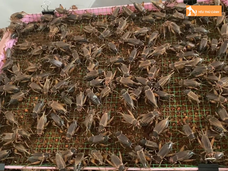 Cach-nuoi-de-men-thai-hieu-qua-1-thucanh