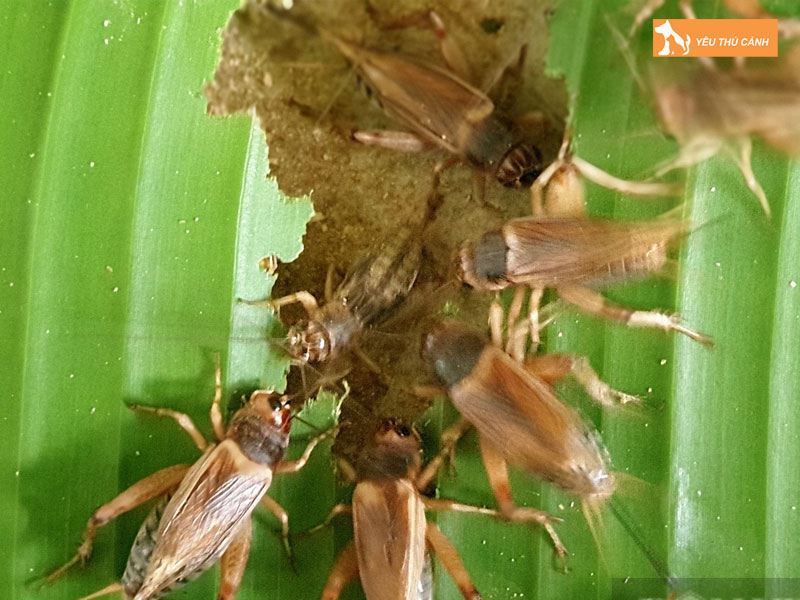 Cach-nuoi-de-men-thai-hieu-qua-2-thucanh