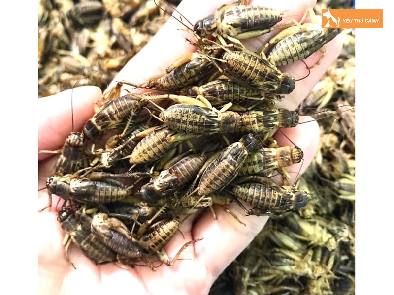 Cach-nuoi-de-men-thai-hieu-qua-thucanh