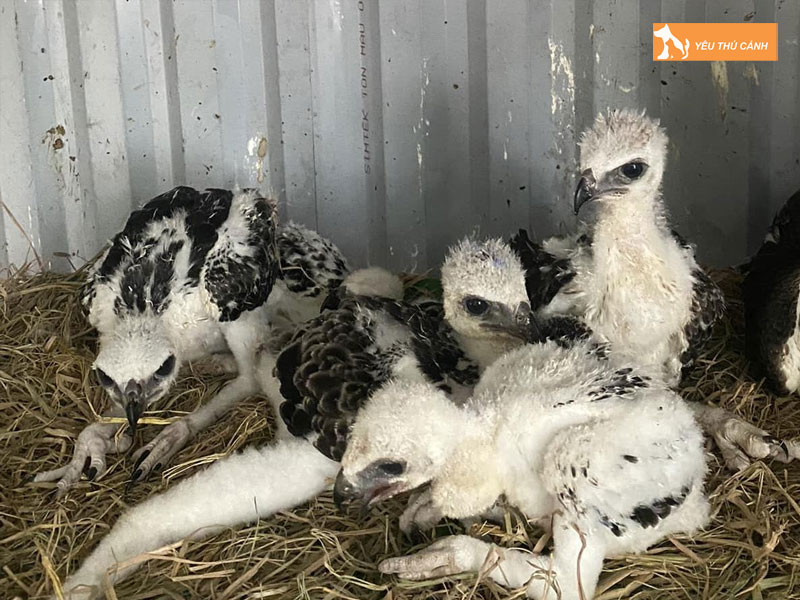 Cach-nuoi-dieu-trang-dung-ky-thuat-1-thucanh