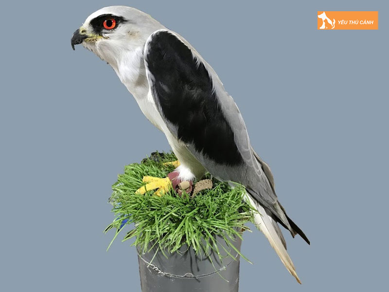 Cach-nuoi-dieu-trang-dung-ky-thuat-2-thucanh