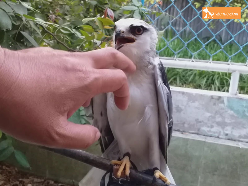 Cach-nuoi-dieu-trang-dung-ky-thuat-thucanh