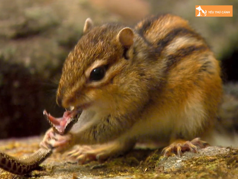 Cach-nuoi-soc-chipmunk-khoe-dep-1-thucanh