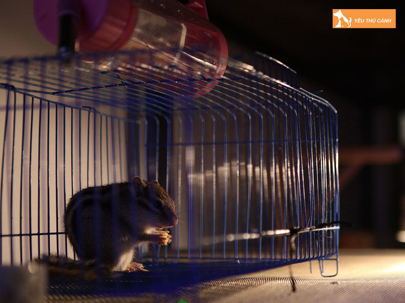 Cach-nuoi-soc-chipmunk-khoe-dep-thucanh