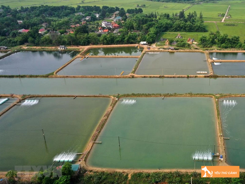 Cach-nuoi-tom-su-hieu-qua-1-thucanh