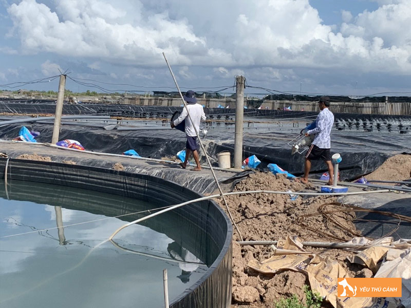 Cach-nuoi-tom-su-hieu-qua-2-thucanh