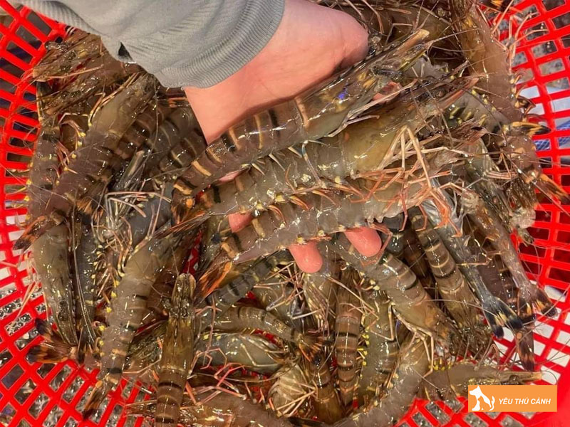 Cach-nuoi-tom-su-hieu-qua-3-thucanh