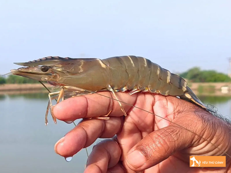 Cach-nuoi-tom-su-hieu-qua-thucanh