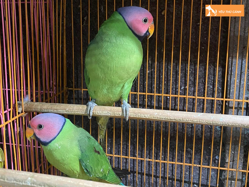 Cach-nuoi-vet-dau-hong-khoe-dep-1-thucanh