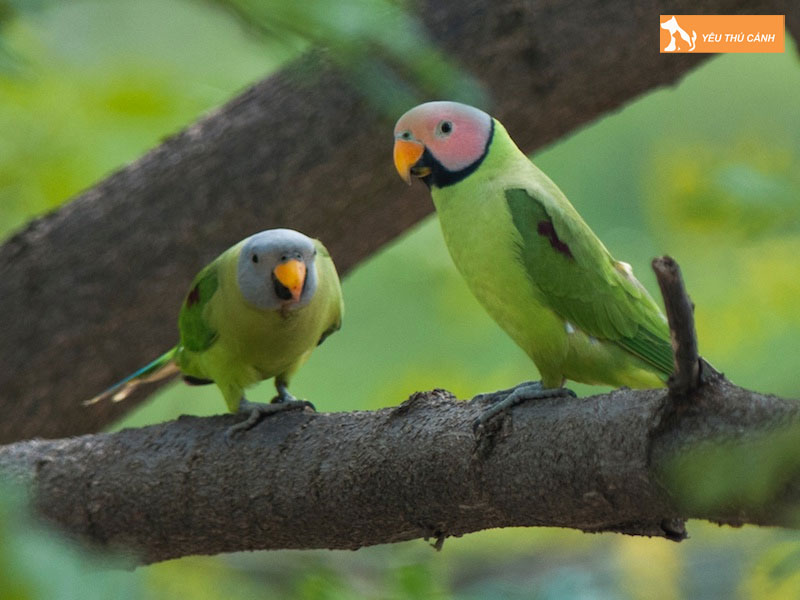 Cach-nuoi-vet-dau-hong-khoe-dep-thucanh