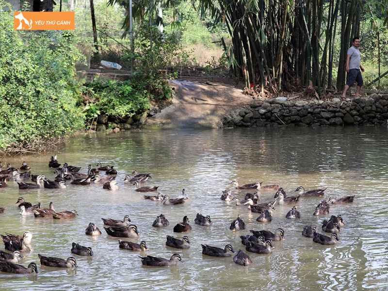 Cach-nuoi-vit-troi-nang-suat-cao-1-thucanh