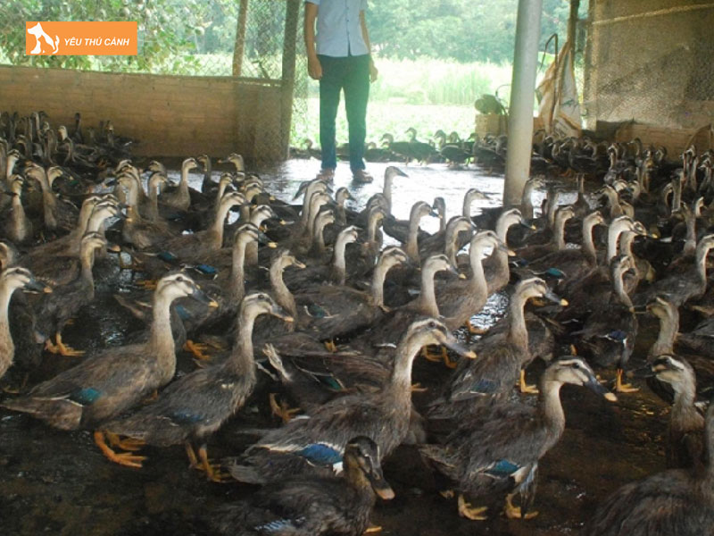 Cach-nuoi-vit-troi-nang-suat-cao-2-thucanh