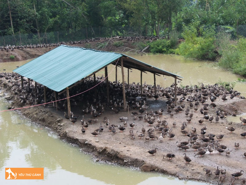 Cach-nuoi-vit-troi-nang-suat-cao-3-thucanh