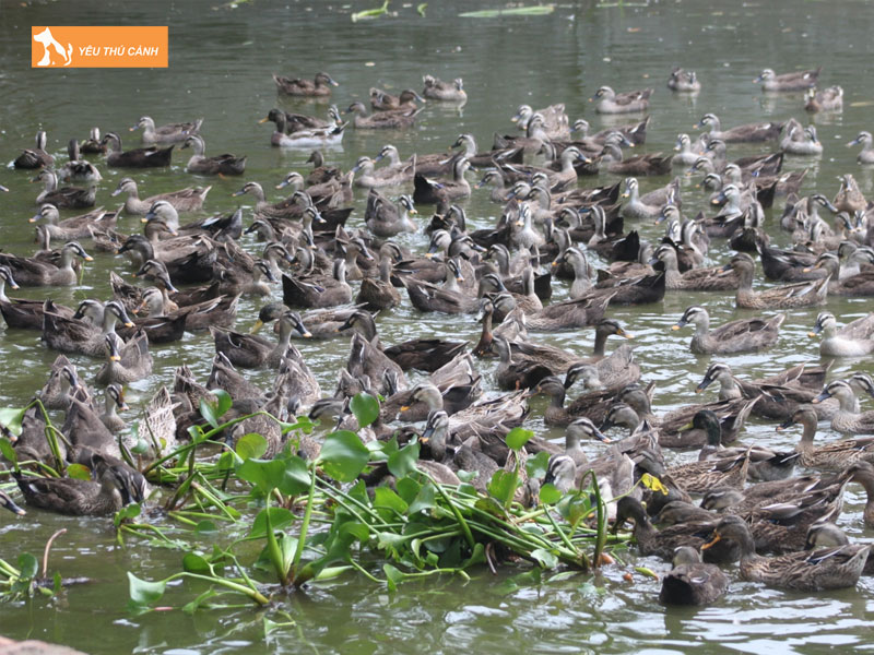 Cach-nuoi-vit-troi-nang-suat-cao-thucanh