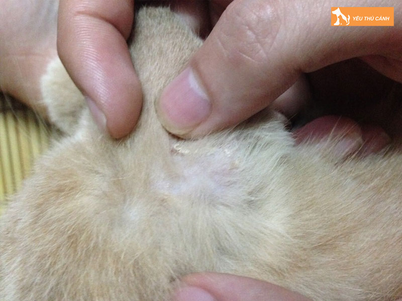 Cach-phong-benh-xa-mau-cho-cun-thucanh