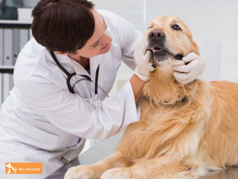 Cach-phong-ngua-tinh-trang-cho-bi-tut-canxi-thucanh