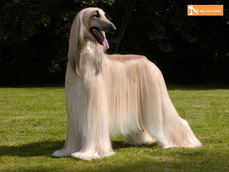 Cho-afghan-hound-thucanh