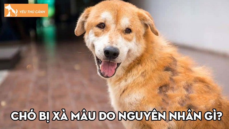 Chó bị xà mâu do nguyên nhân gì? Cách điều trị ra sao?
