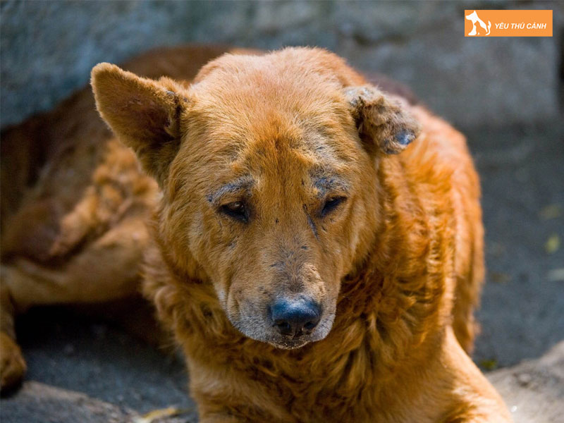 Cho-bi-xa-mau-do-nguyen-nhan-gi-thucanh