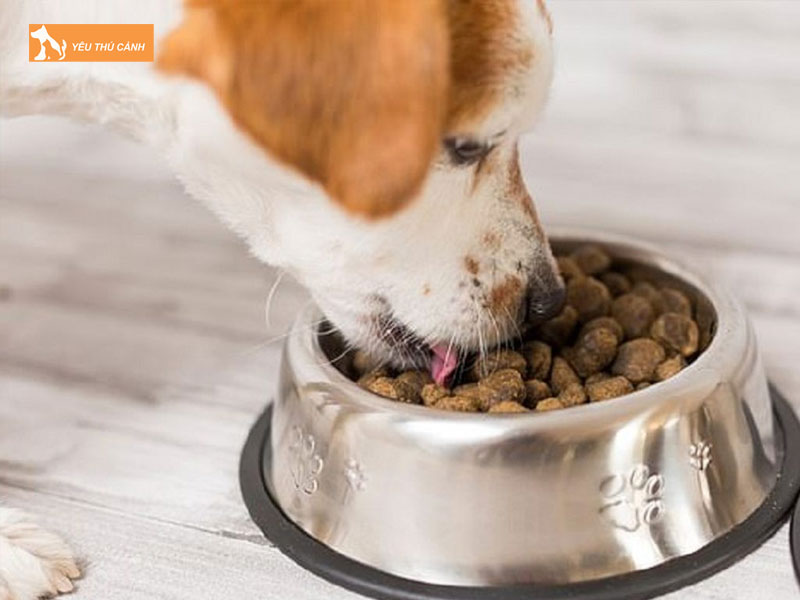 Cho-bi-xuat-huyet-duong-ruot-do-nguyen-nhan-nao-thucanh